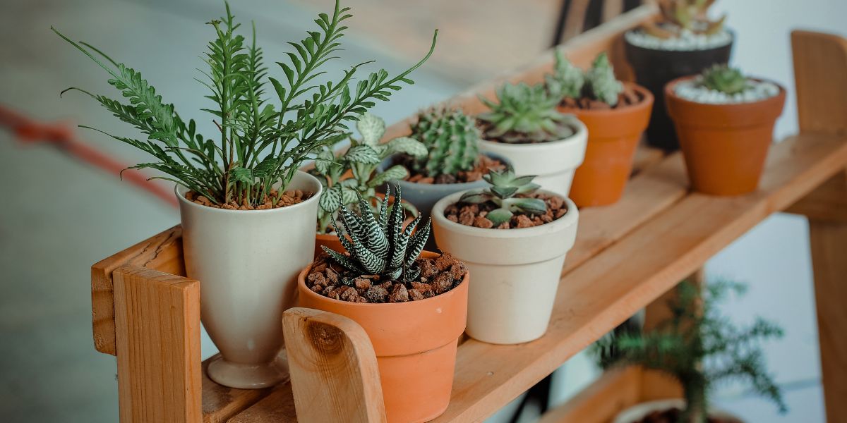 ¡Terapia con plantas!