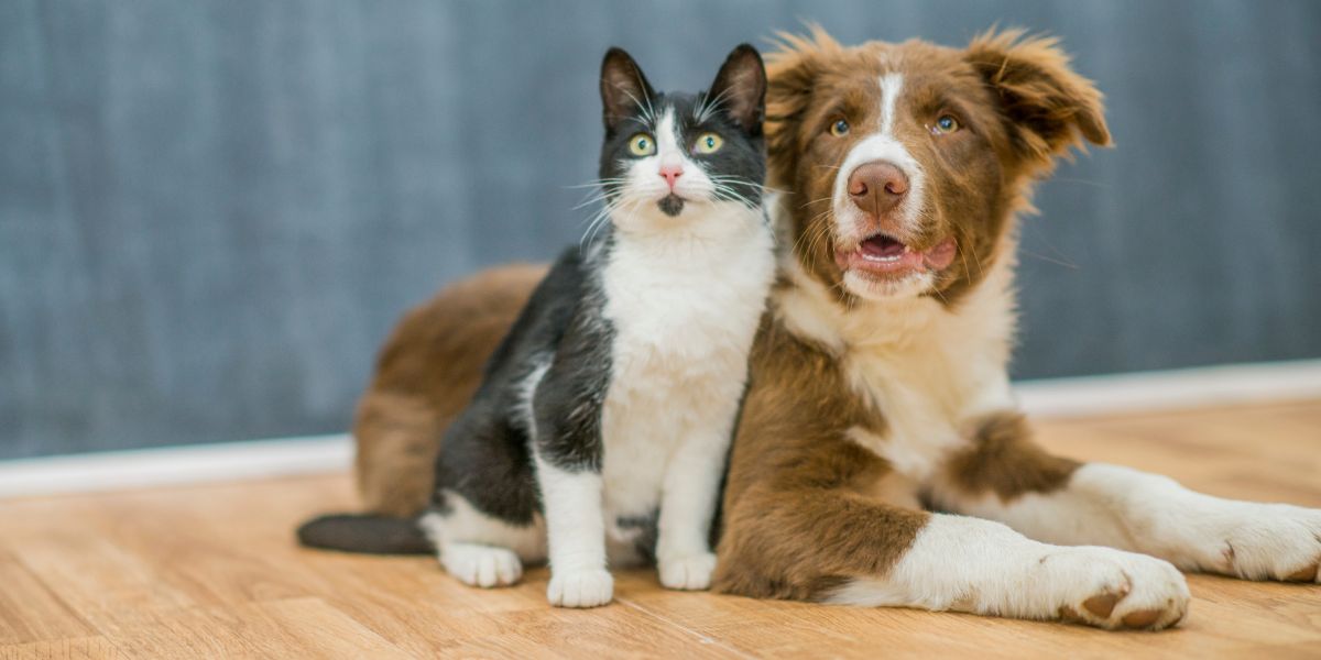 ¿Cómo las mascotas pueden ayudar a realizar cambios en su estilo de vida y lograr así bienestar físico y mental