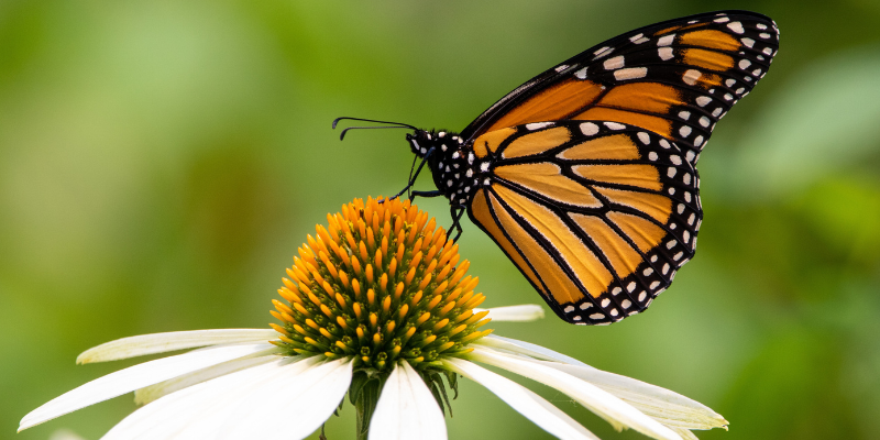 Programa de Coaching Mariposa